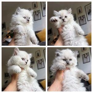 Bezaubernde BLH-Kätzchen suchen ihre neue Familie.