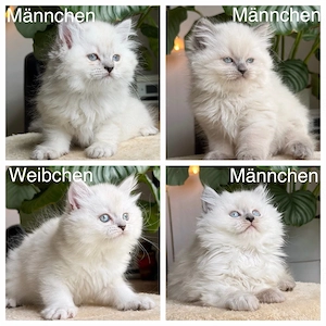 Bezaubernde BLH-Kätzchen suchen ihre neue Familie.