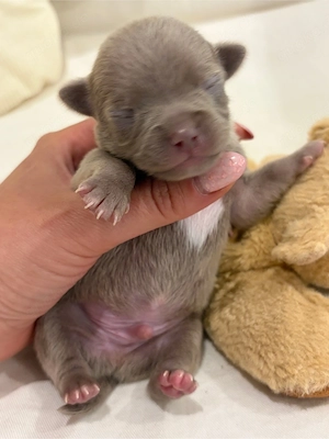 Chihuahua welpen in der seltenen Farbe Lilac