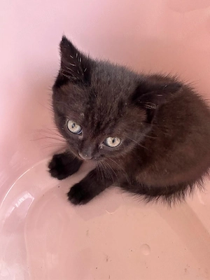 BKH Tabby Kitten
