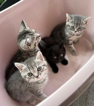 BKH Tabby Kitten