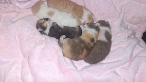 Wunderschöne Britisch Kurzhaar Kitten mit STAMMBAUM 