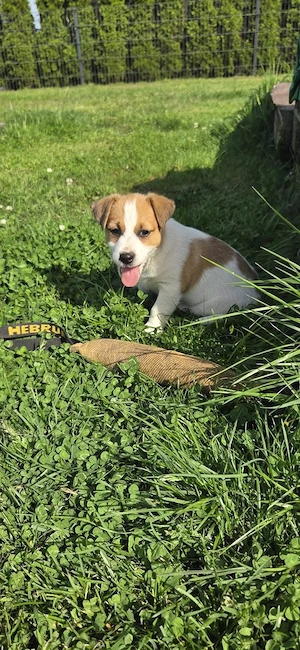 Jack Russell Welpe zu verkaufen - Hündin