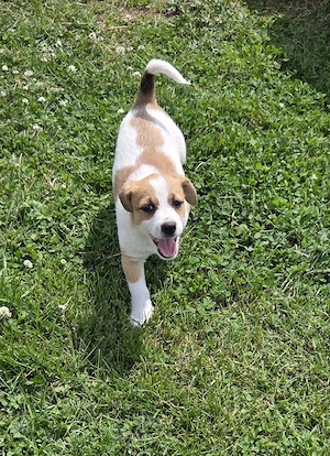Jack Russell Welpe zu verkaufen - Hündin Bild 2