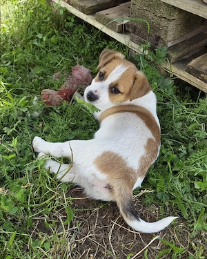 Jack Russell Welpe zu verkaufen - Hündin Bild 3