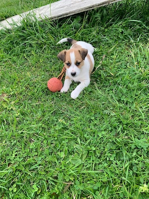 Jack Russell Welpe zu verkaufen - Hündin Bild 4