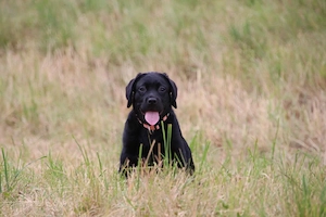 Labrador Hündin schwarz m.P. aus Körzucht
