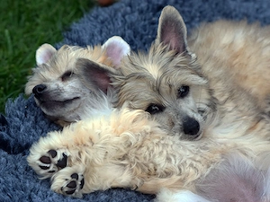 Chinese Crested Dog