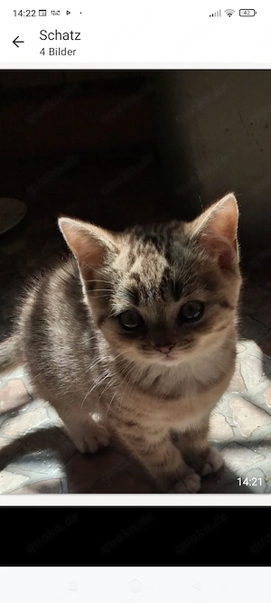 Nur noch eine zuckersüße reinrassige BKH - Kitte (Mädchen) sucht ein liebevolles Zuhause