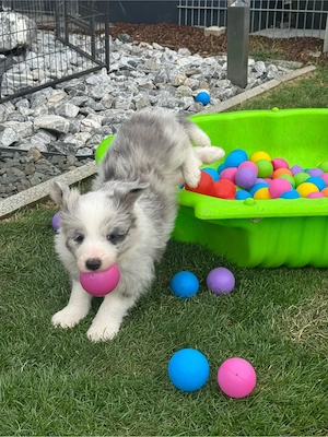 Border Collie
