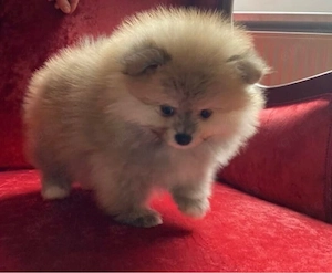 Typvolle Zwergspitz Pomeranian Welpen