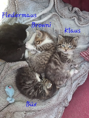 Vier liebevolle Katzenkinder suchen ab 24.07.2026 ein neues Zuhause