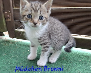 Vier liebevolle Katzenkinder suchen ab 24.07.2026 ein neues Zuhause Bild 6