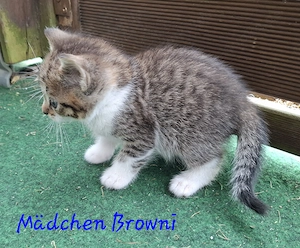 Vier liebevolle Katzenkinder suchen ab 24.07.2026 ein neues Zuhause Bild 5