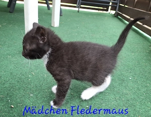 Vier liebevolle Katzenkinder suchen ab 24.07.2026 ein neues Zuhause Bild 3