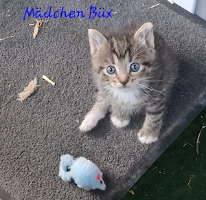 Vier liebevolle Katzenkinder suchen ab 24.07.2026 ein neues Zuhause Bild 7