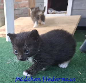 Vier liebevolle Katzenkinder suchen ab 24.07.2026 ein neues Zuhause Bild 4