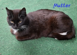 Vier liebevolle Katzenkinder suchen ab 24.07.2026 ein neues Zuhause Bild 2