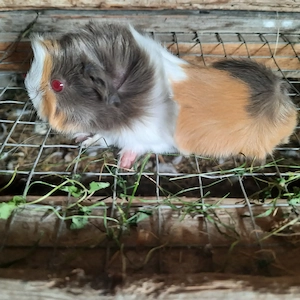 Meerschweinchen 