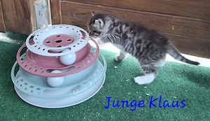 Vier liebevolle Katzenkinder suchen ab 24.07.2026 ein neues Zuhause Bild 10
