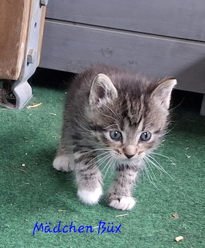 Vier liebevolle Katzenkinder suchen ab 24.07.2026 ein neues Zuhause Bild 8