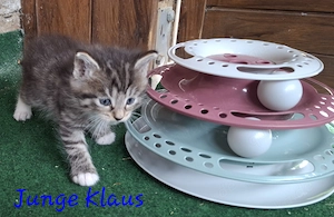 Vier liebevolle Katzenkinder suchen ab 24.07.2026 ein neues Zuhause Bild 9
