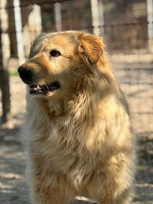 Emma - tolle Wuscheline sucht ihre Familie!