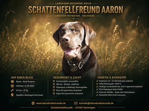 Labrador Deckrüde Mailo   zuchttauglich & genetisch analysiert