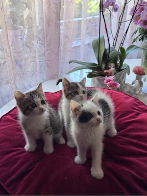 Kitten, Katzenbabys 