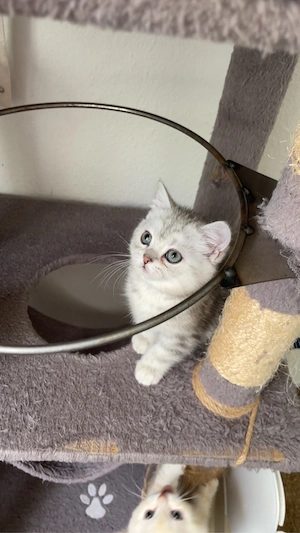 Britisch Kurzhaar (BKH) Kitten