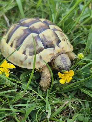 Rarität! Fast weißes Landschildkröten-Baby (leuzistisch), geboren August 2025