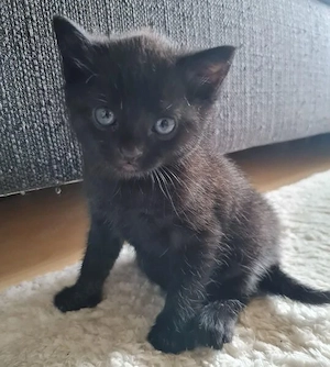 Baby Kater  Schwarz mit blaue Augen 