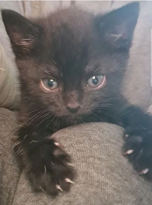Baby Kater  Schwarz mit blaue Augen  Bild 3