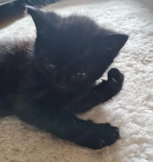 Baby Kater  Schwarz mit blaue Augen  Bild 2