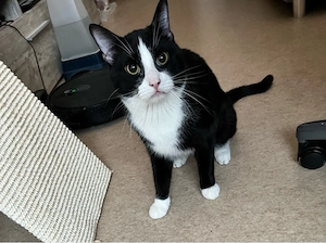 Kleiner Kater sucht liebevolles Zuhause 