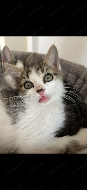 Kitten Abgabe bereit