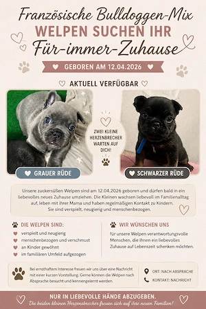 Französische Bulldoggen-Mix Welpen suchen ihr Für-immer-Zuhause     