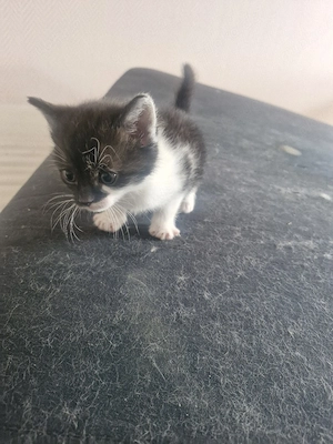 baby katzen 