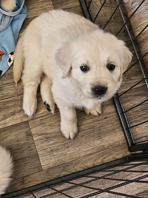 Wurfankündigung Golden Retriever Welpe