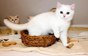 Bkh Kitten Mädchen weiss point silver Katze mit Stammbaum Britisch Kurzhaar