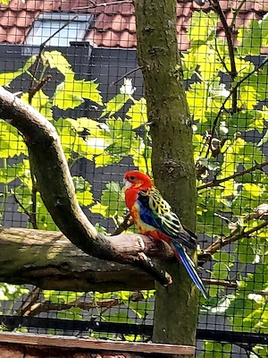 Rosellasittich Bild 3