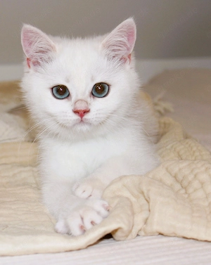 Bkh Kitten Mädchen Junge point Katze mit Stammbaum Britisch Kurzhaar