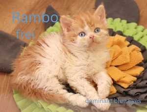 Selkirk Rex mit saphierblauen Augen. Noch Kater zu vergeben 