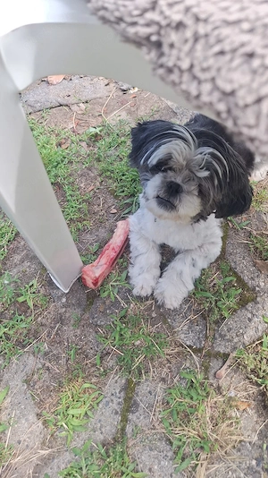 Shih- Tzu Hündin sucht neues Zuhause  Bild 3