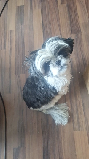 Shih- Tzu Hündin sucht neues Zuhause  Bild 2
