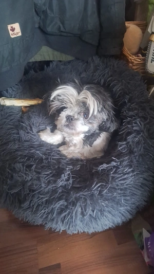 Shih- Tzu Hündin sucht neues Zuhause  Bild 4