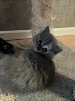 katzen kitten 