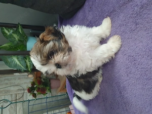 Shih Tzu Hündin sucht noch ihr neues Kuschelkissen Bild 5