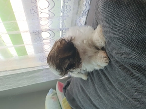 Shih Tzu Hündin sucht noch ihr neues Kuschelkissen Bild 3