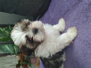 Shih Tzu Hündin sucht noch ihr neues Kuschelkissen Bild 4